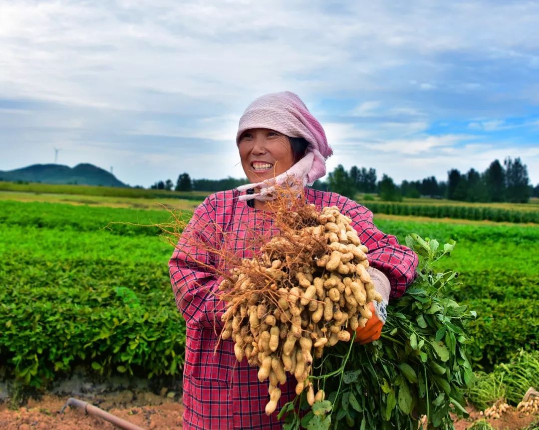 “胶南花生米喜讯：最新行情看涨，美好丰收在望！”